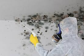 Madison, MN Mold Remediation Company